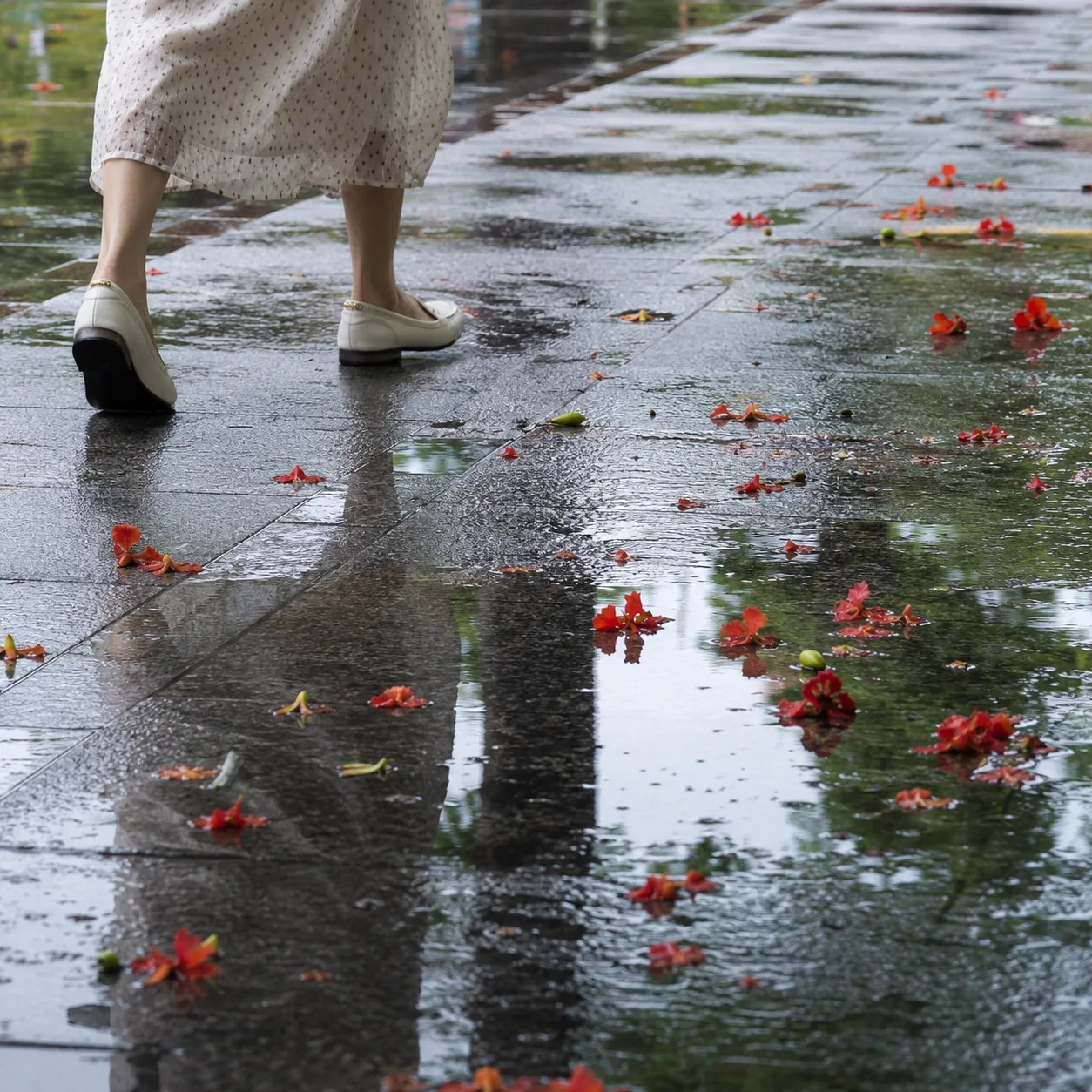 After Rain in Zhuhai, the Unhurried Road Beneath the Flame Trees Held Me Before the Sea Did