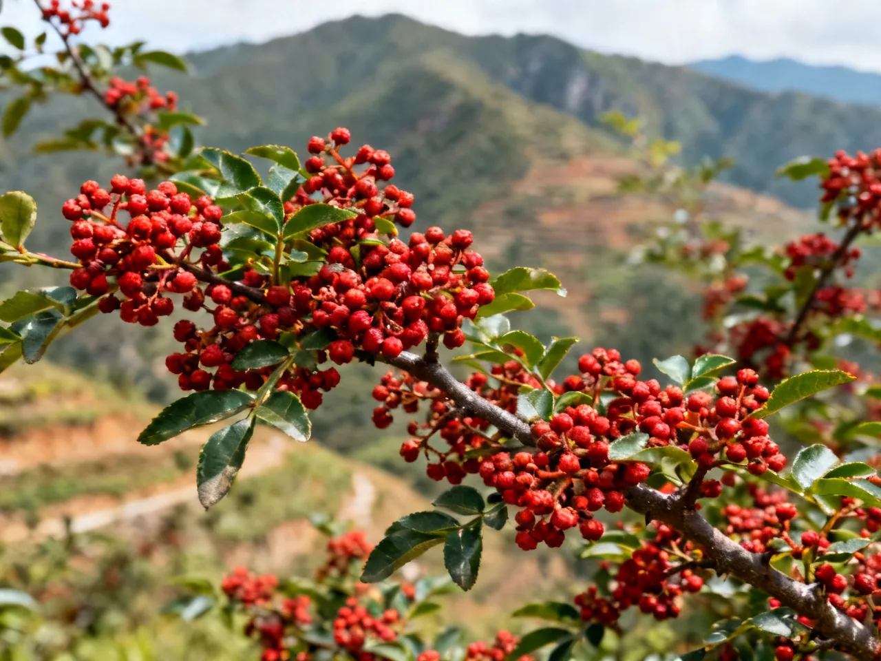 The Peppercorn Dossier: Sichuan's Flavor Map Through a Botanist's Eyes